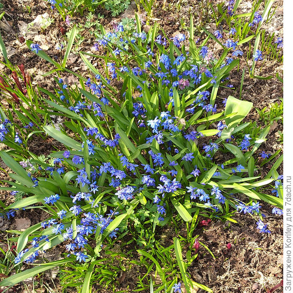 Сцилла сибирская голубая