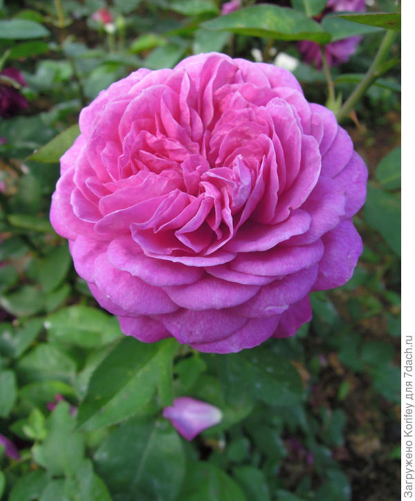 А вот яркая флорибунка от Тантау - Heidi Klum Rose, Tantau, 2006 г