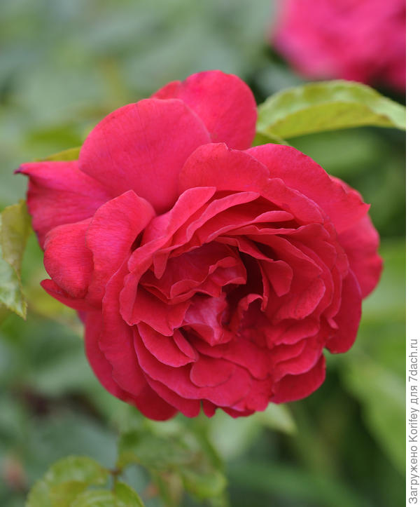 Флорибунда от Fryer's - Haydock Park, Fryer's Roses, 2005 г