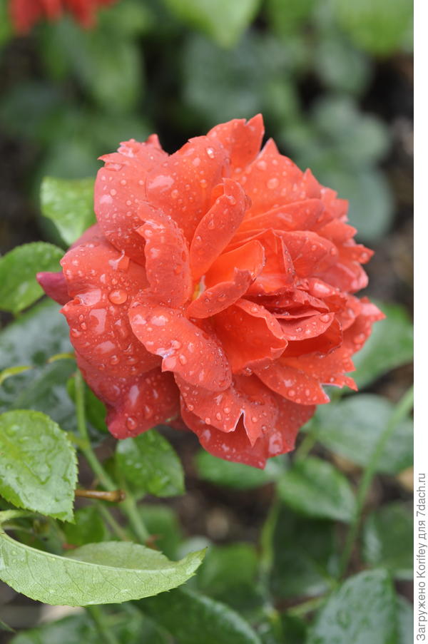 Hot Chocolate_Floribunda_Tom Carruth 2002