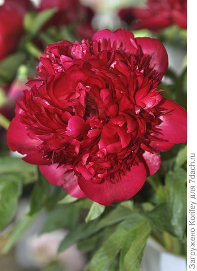 Сорт Christmass Velvet