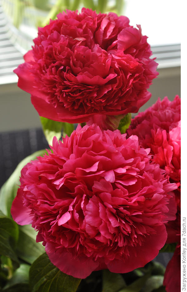 Тоже гибрид Coral Pom Pom