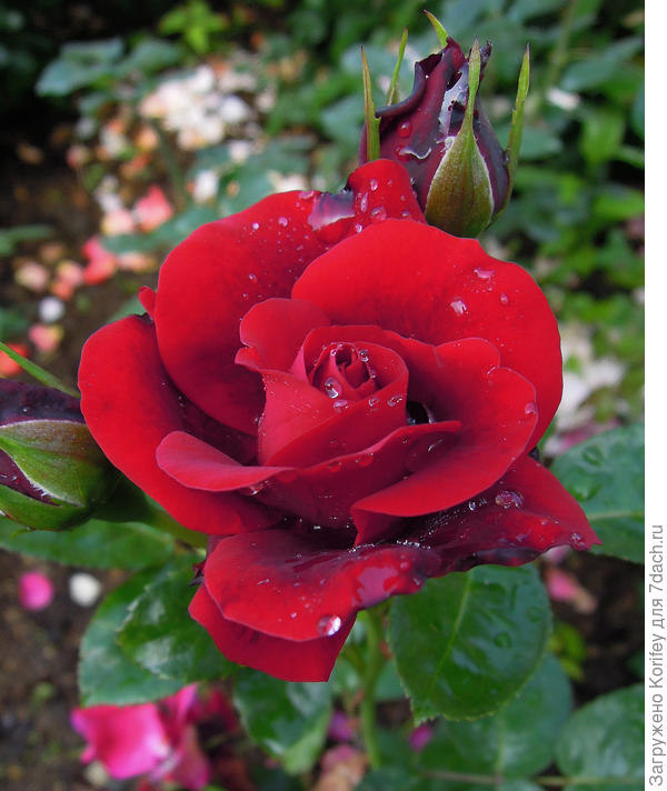Hot Chocolate_Floribunda_Tom Carruth 2002