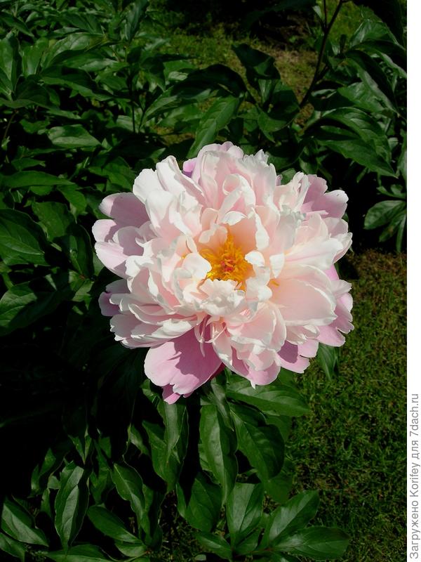 Румянец в каплях росы с другой точки