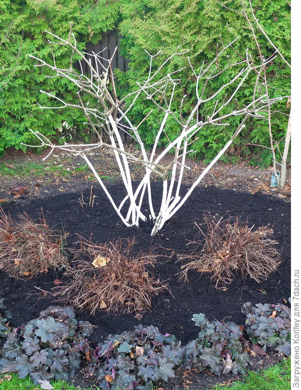 Пример обрезки  метельчатой гортензии