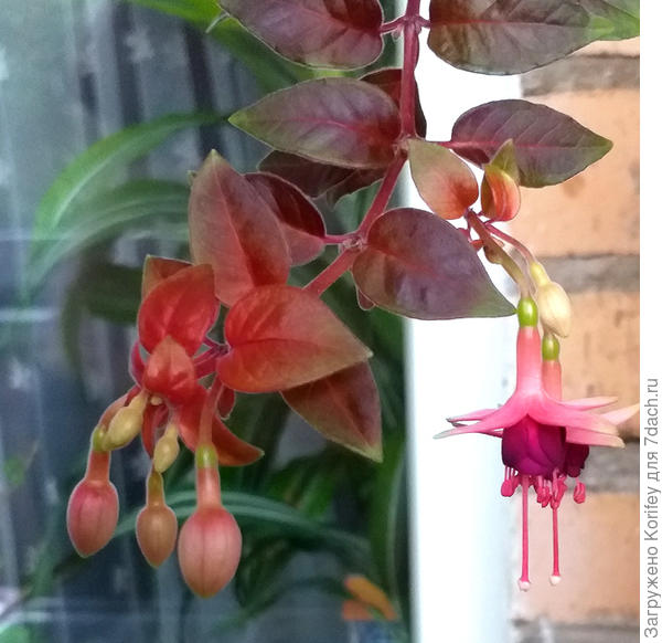 Она же, но уже с цветком