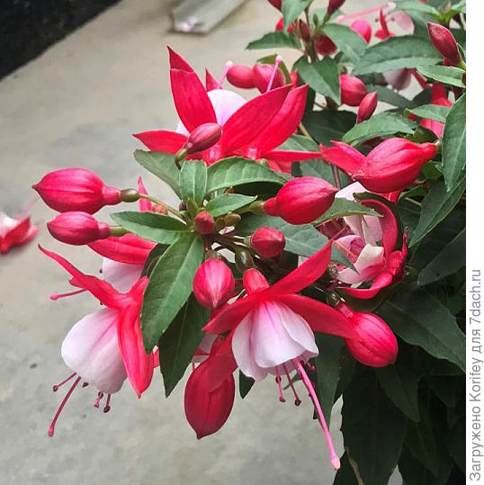 Сорт Leonita Red-White