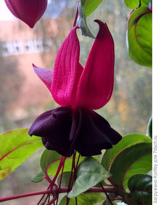 Сорт Максима