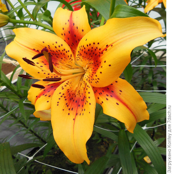 Сорт Hotel California - Гибрид AOA