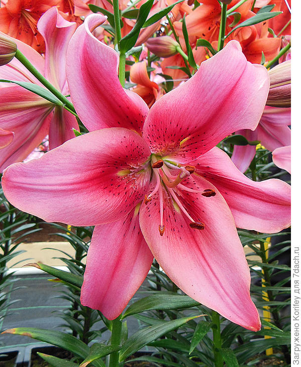 Тоже новый Гибрид AOA, но пока без названия