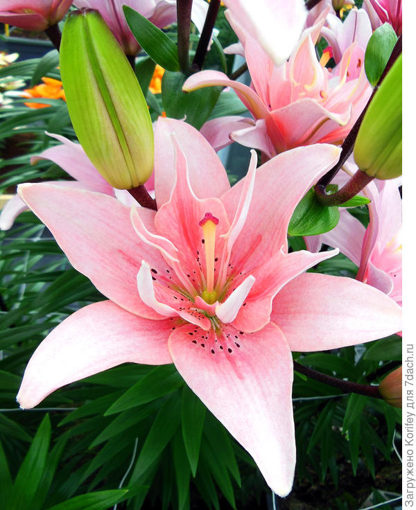 Махровая азиатская Elodie