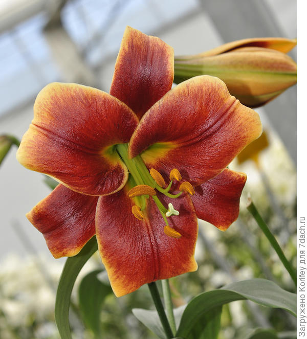 Сорт Debby - OT гибрид