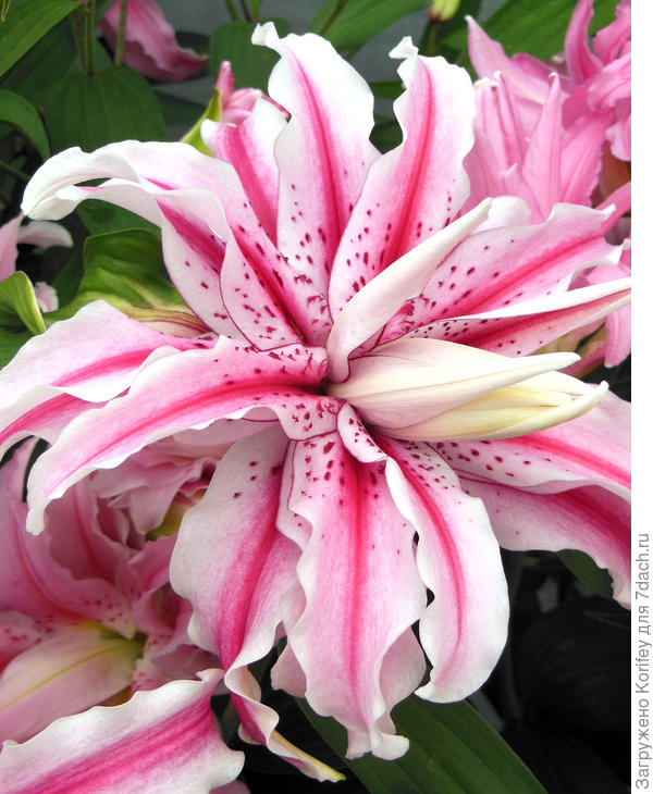 Восточная махровая Magic Star