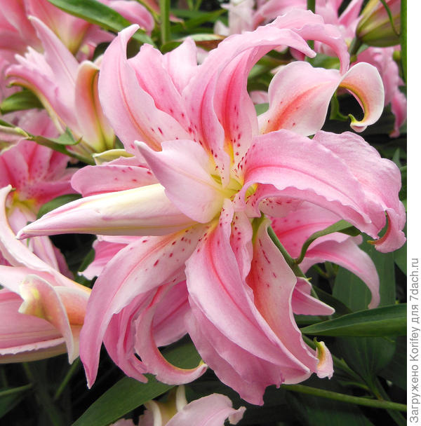 Махровая восточная Double David