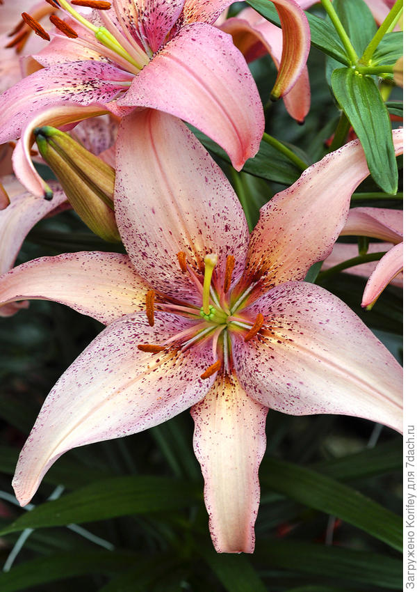 Азиатская крапчатая лилия Morpho Pink