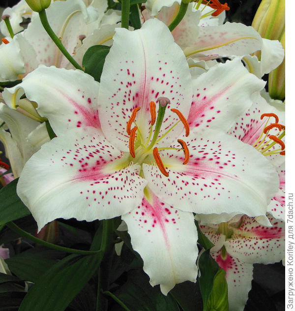 Древний, но очень красивый восточный сорт Muscadet