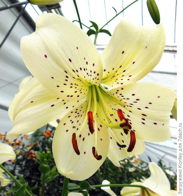 Белая тигровая лилия White Twinkle