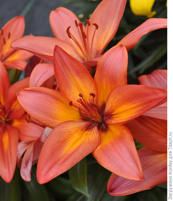 Невысокая азиатская лилия Happy Life