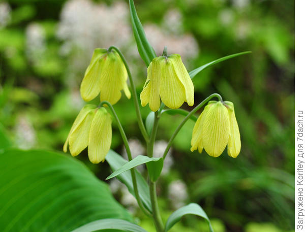 Фритиллярия pallidiflora