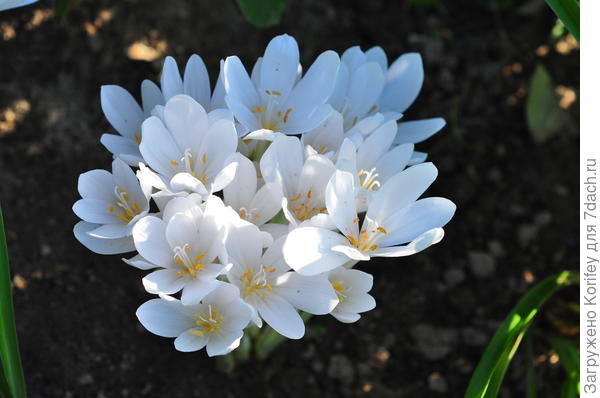 Крокусы бывают и осенними )))))