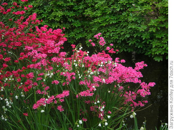 В южных районах совсем без головной боли может расти белоцветник летний