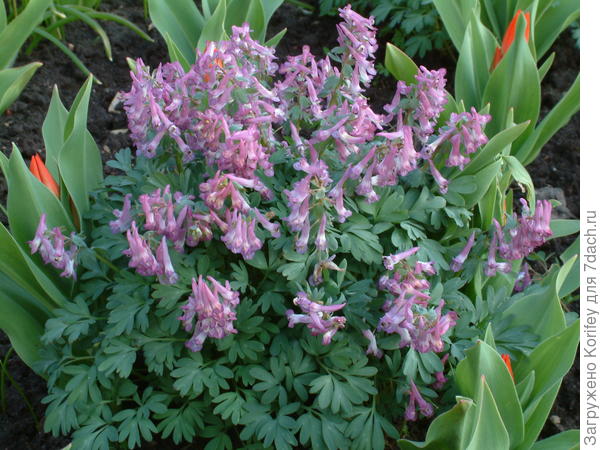 Хохлатка или коридалис (Corydalis), тоже очень красив, неприхотлив и очень хорошо размножается самосевом. Его ботанические формы даже можно встретить в наших лесах
