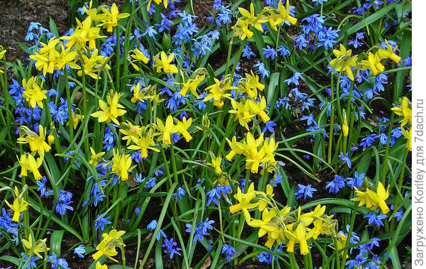 И не менее красиво смотрится с ранними многоцветковыми ботаническими нарциссами