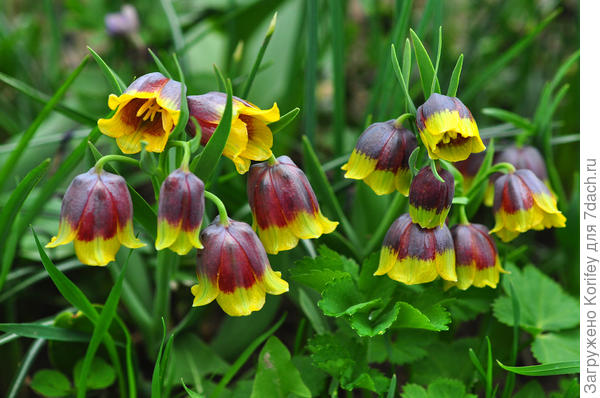 Фритиллярия Михайловского вообще безпроблемная