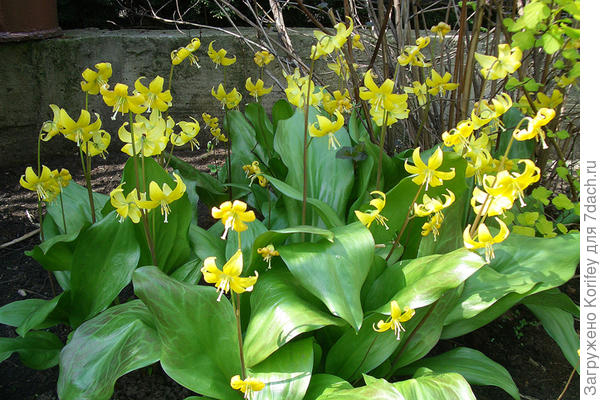 Лично мне очень нравится кандыки, есть свои особенности при посадке и пересадке, но дальше проблем обычно никаких