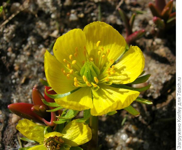 Аконит зимний или Eranthis hiemalis, расцветает сразу после схода снега
