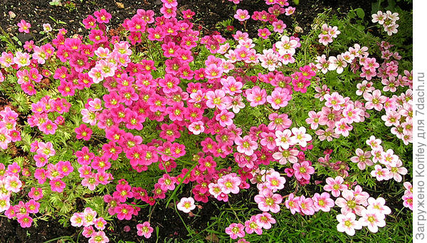 Очень многим нравятся камнеломки.