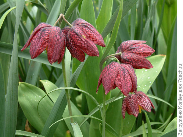 Фритиллярия шахматная (F. meleagris), очень хорошо размножается самосевом
