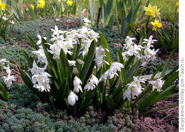 Пролеска сибирская белая