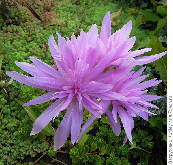 А безвременники бывают и махровыми