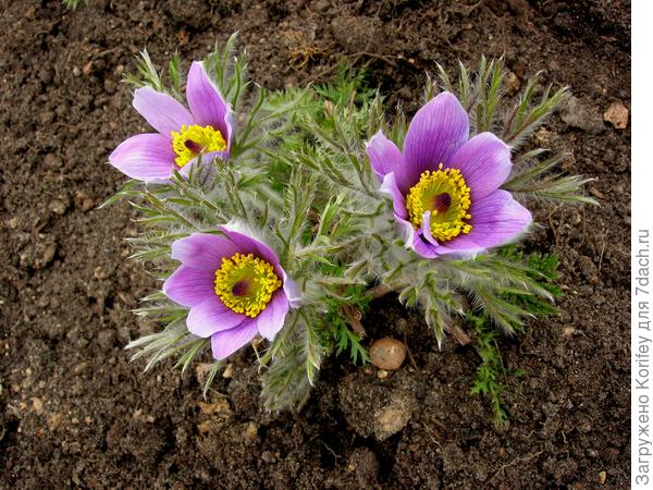 Прострел (Сон трава)