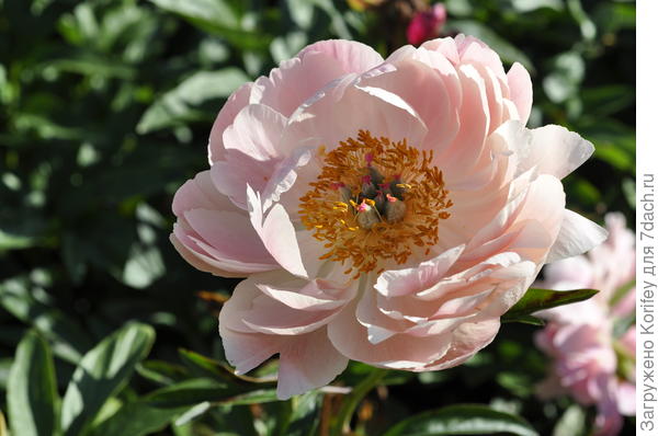 Сорт Coral Charm на 3 день цветения