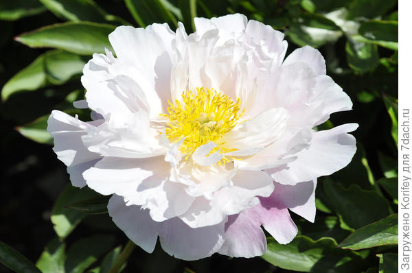 Сорт Bridal Gown