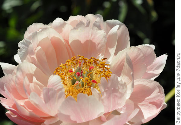 Сорт Coral Sunset