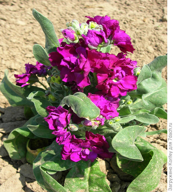 Компакт цвета фуксии