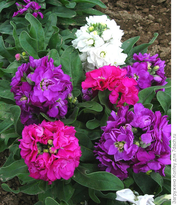 А вот вся компактная смесь вместе