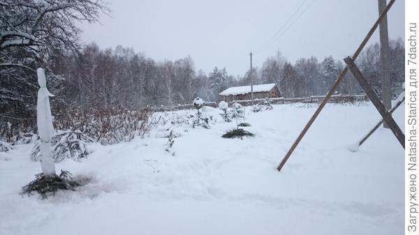 Утепление абрикоса на зиму в беларуси