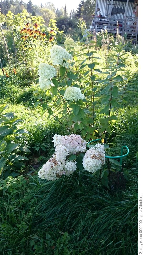 Грандифлора и Лаймлайт