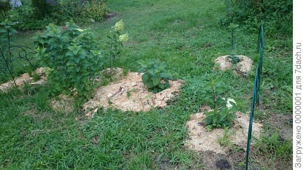 Тут все 6 и крупнолистная с ними )))