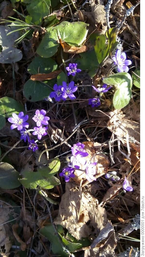 Печеночница