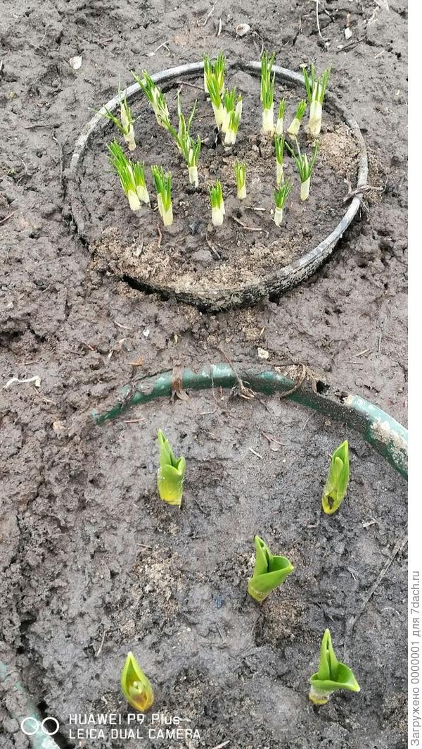 Крокусы и тюльпанчики показали носики)))