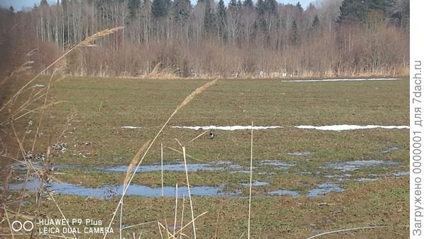 Чибисы на поле