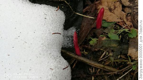 Пион Сара Бернар