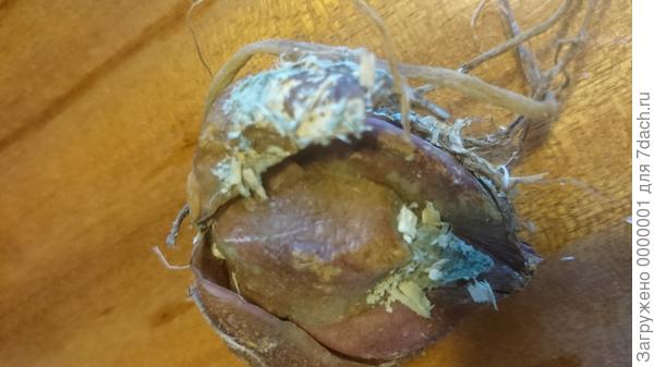 Лилия Регале Гигантеум