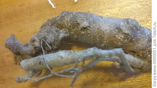 Пион Паула Фей