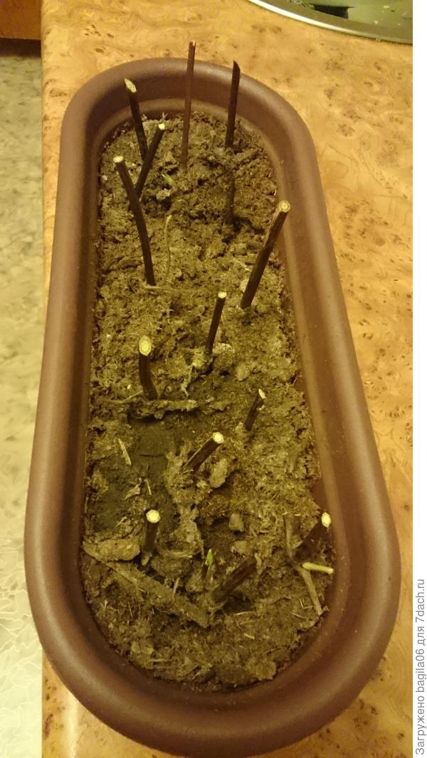 Черенки клематис.